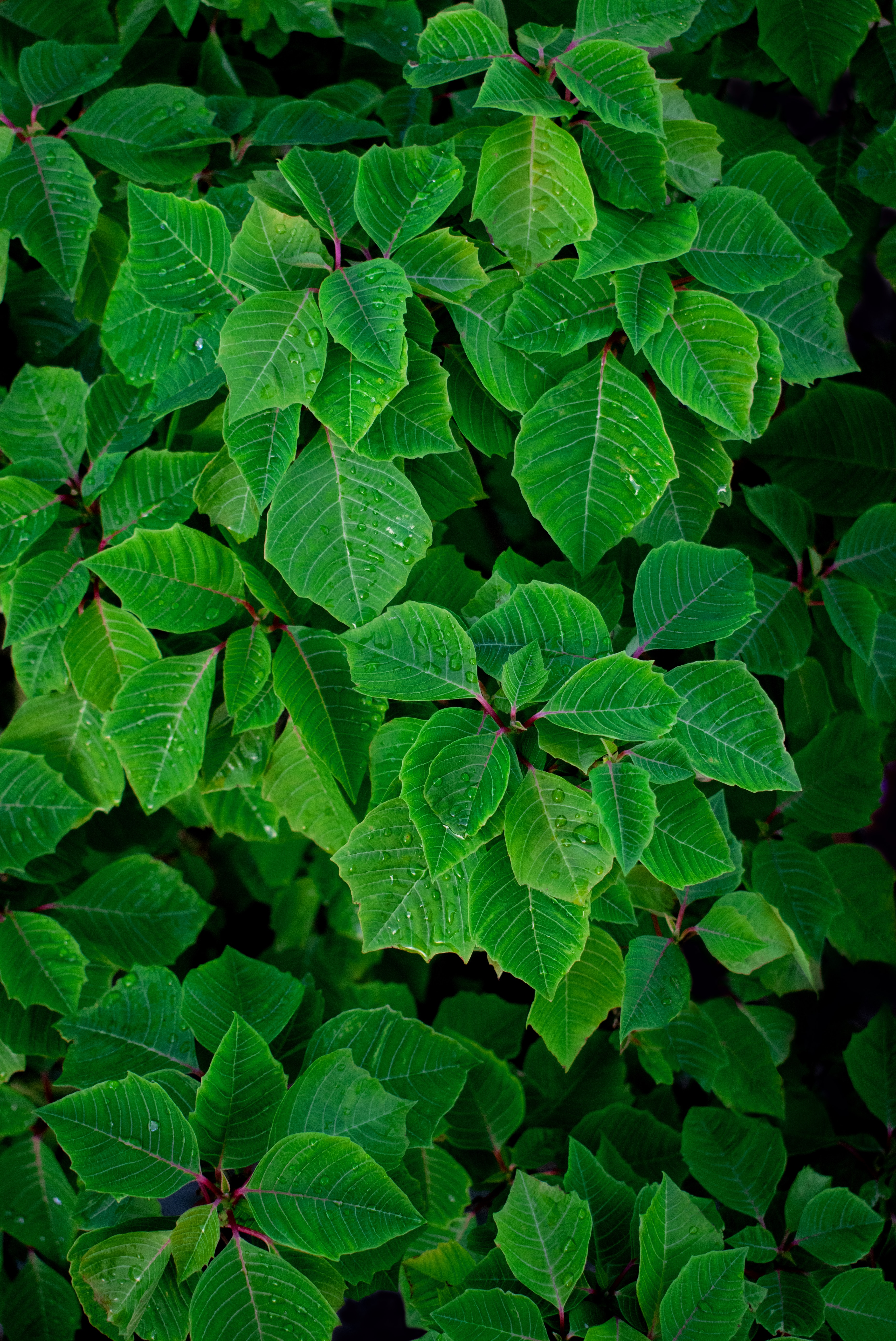 Green and Healthy Leaves