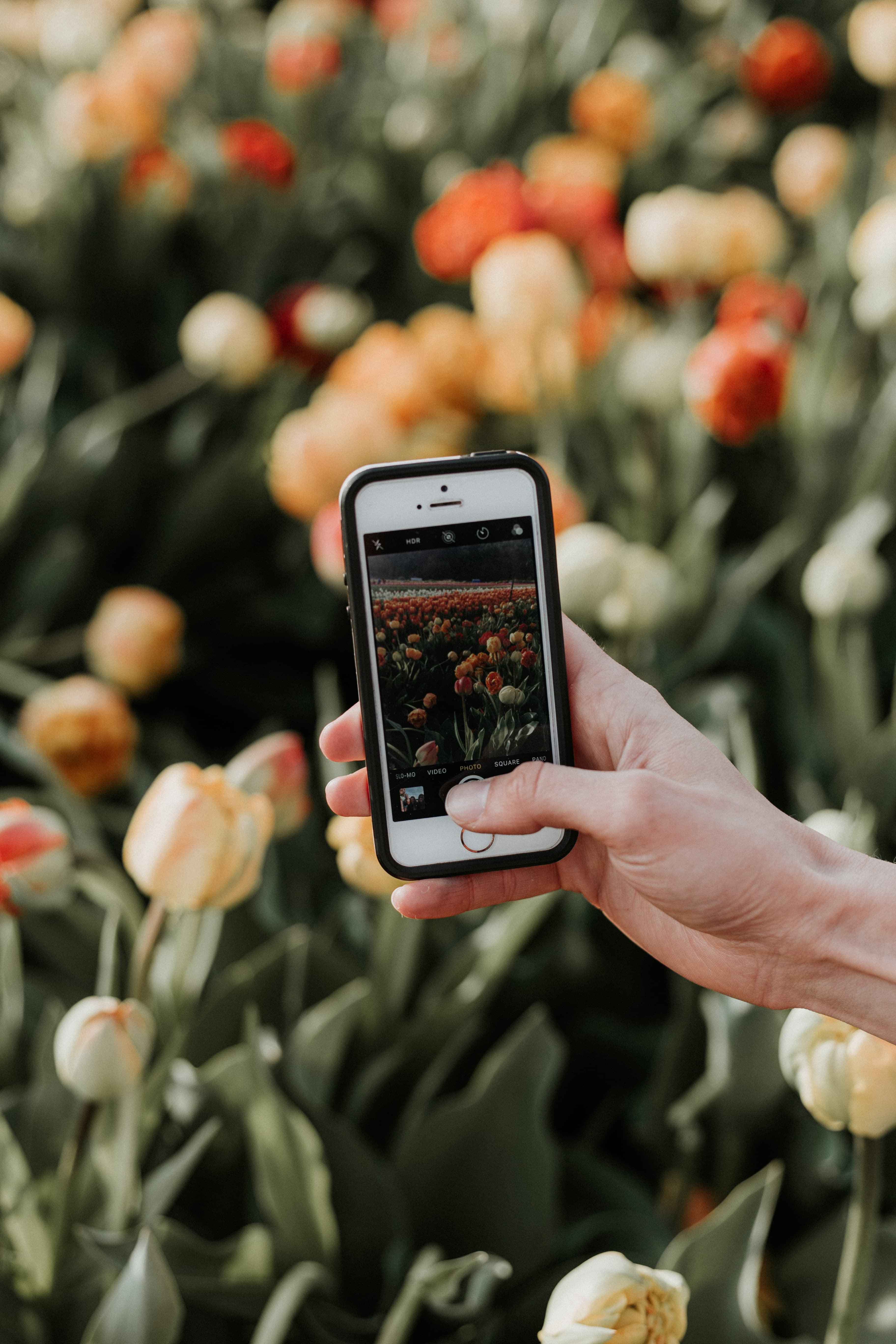 A person clicking photo of plant